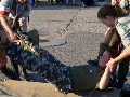 Zdjęcie: DSC_0478-800.jpg